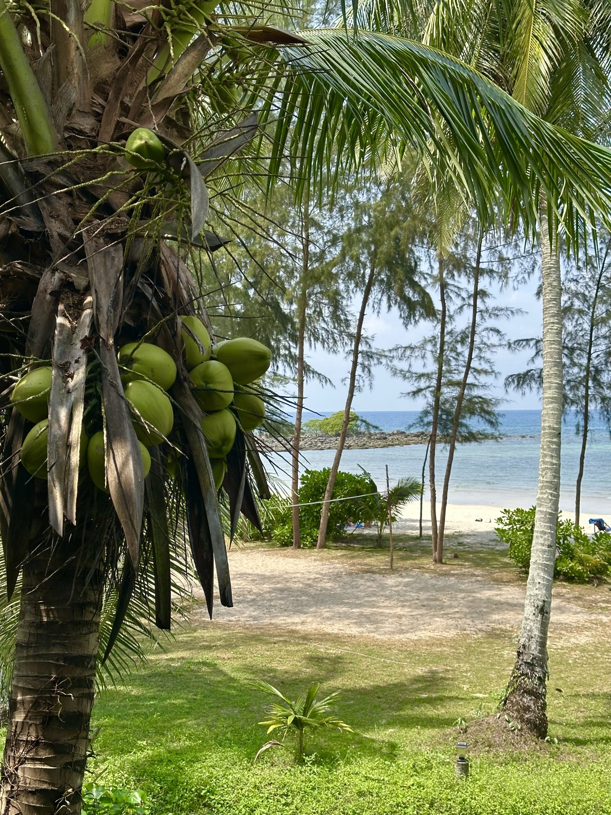 Palma s kokosy nad plážovým resortem na Koh Kood